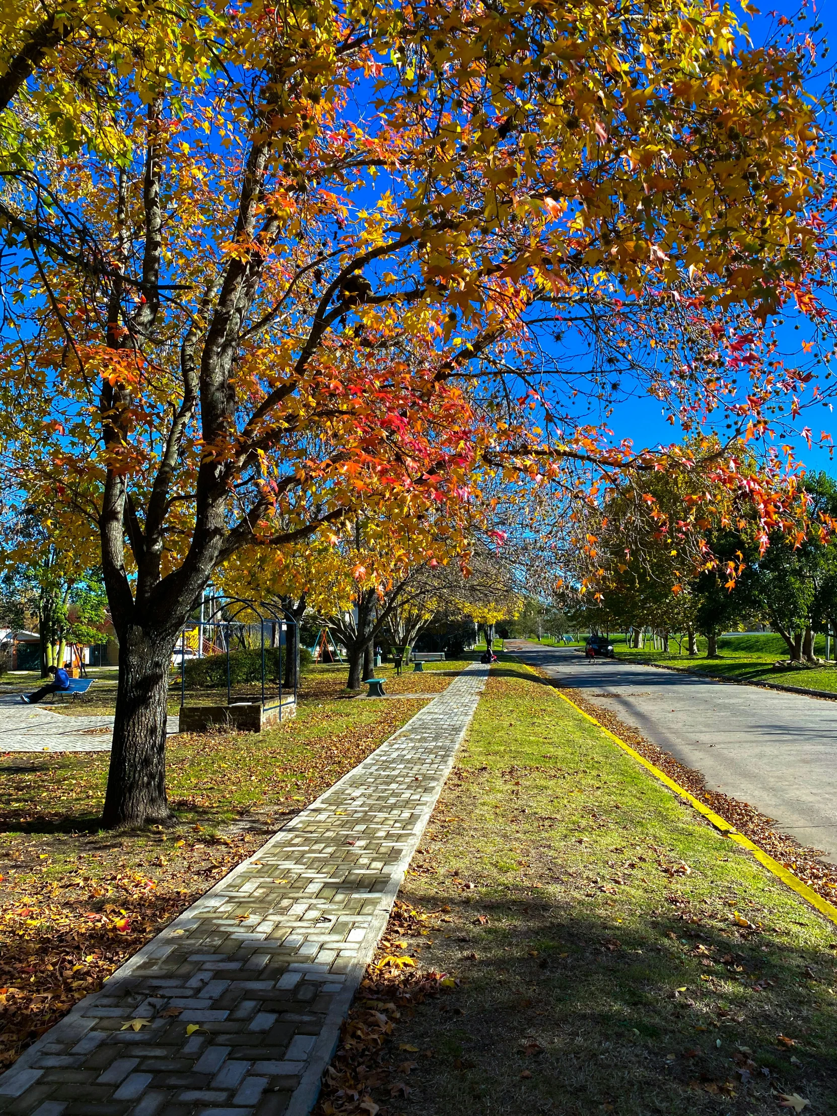 a street sign in the middle of autumn