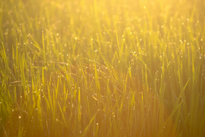 an image of a field with morning dew