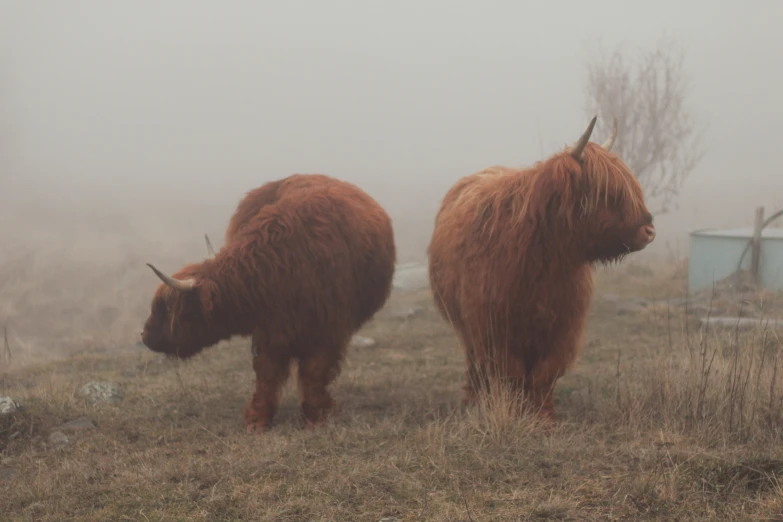 two long horn cows standing on top of a dry grass field