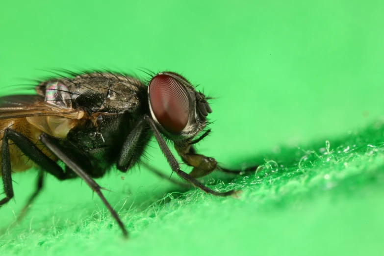 a brown fly with large black legs sits on a green surface