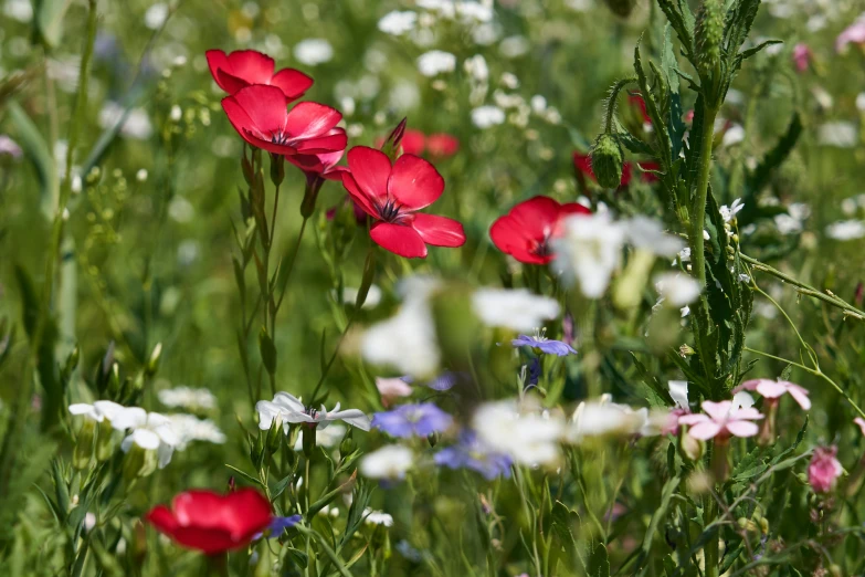 a field with flowers and a bee on it