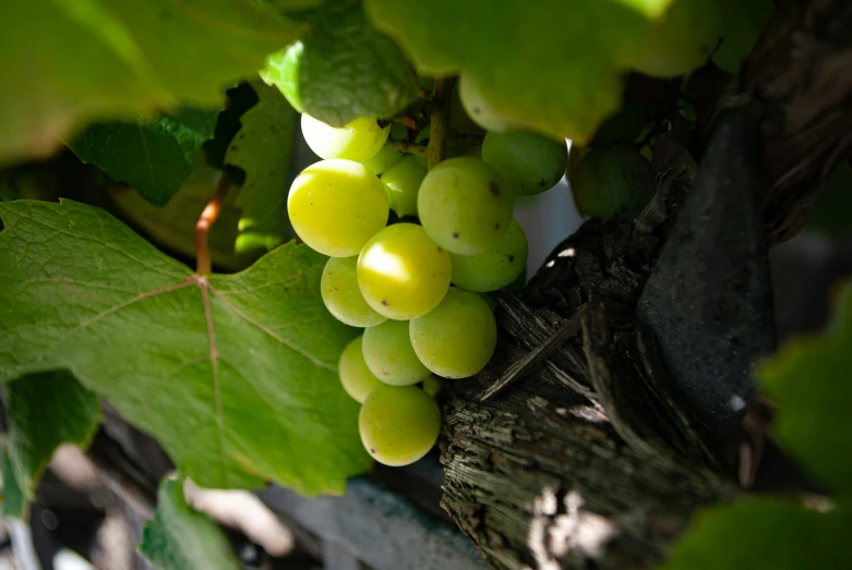 a bunch of gs hanging from a vine