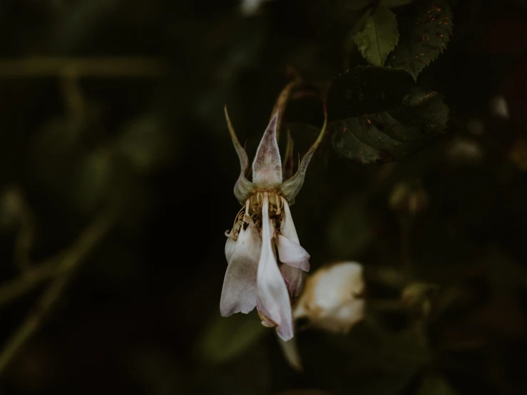 a flower with some very thin petals growing