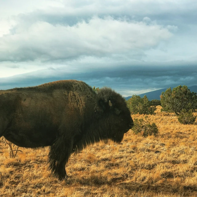 a large bull standing in a dry field