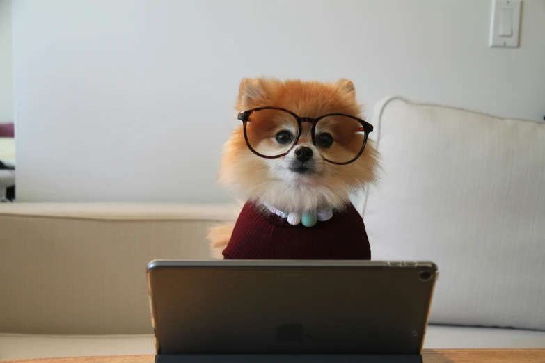 a small dog wearing glasses is sitting at a laptop