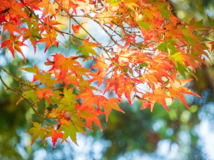 a close up view of the leaves on a tree