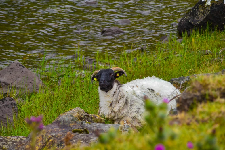 a sheep with horns stands next to some rocks