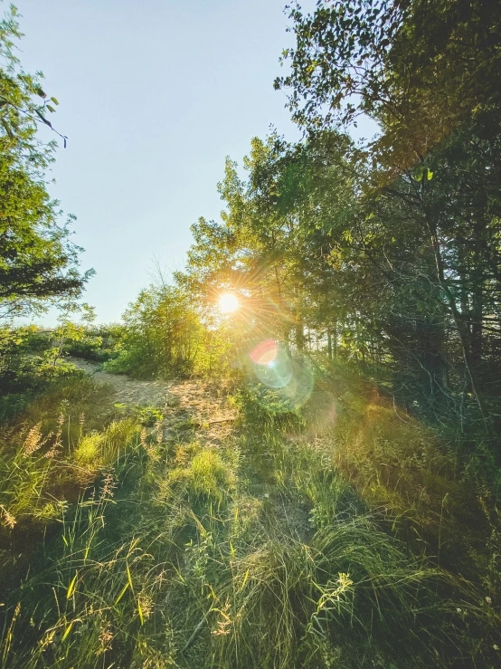 the sun is setting through the trees in the field