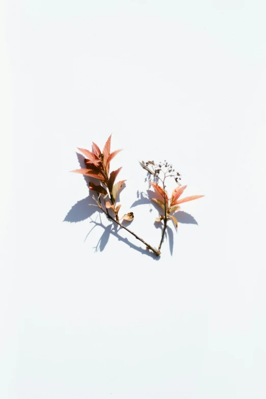 some pretty plants on a white surface near a window