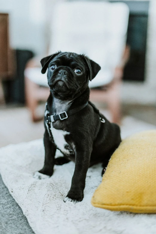 a small black and white dog sitting on a rug