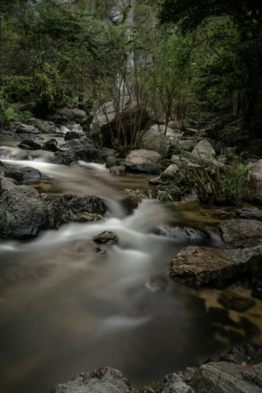 a rocky creek is flowing under trees