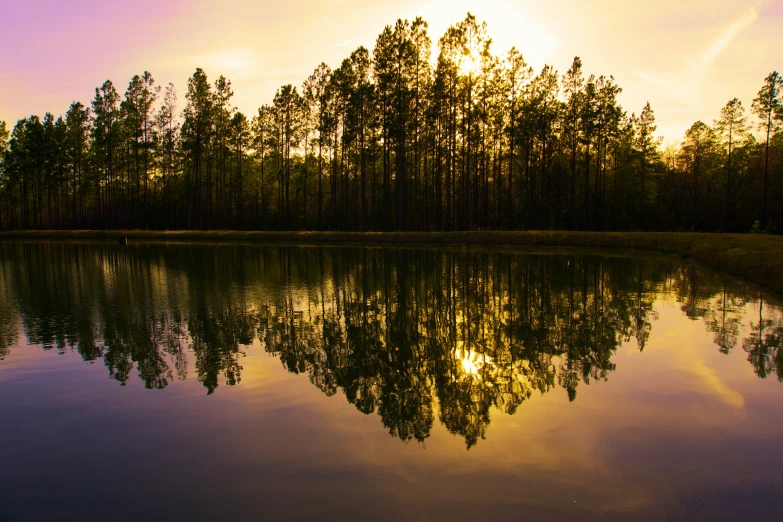 a pond and trees during sunset or dawn