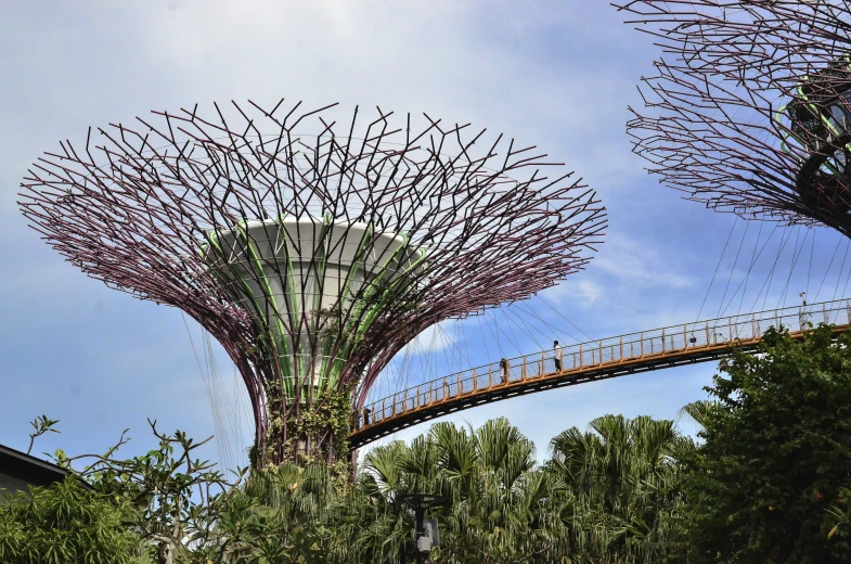 a tall tree with many leaves on it