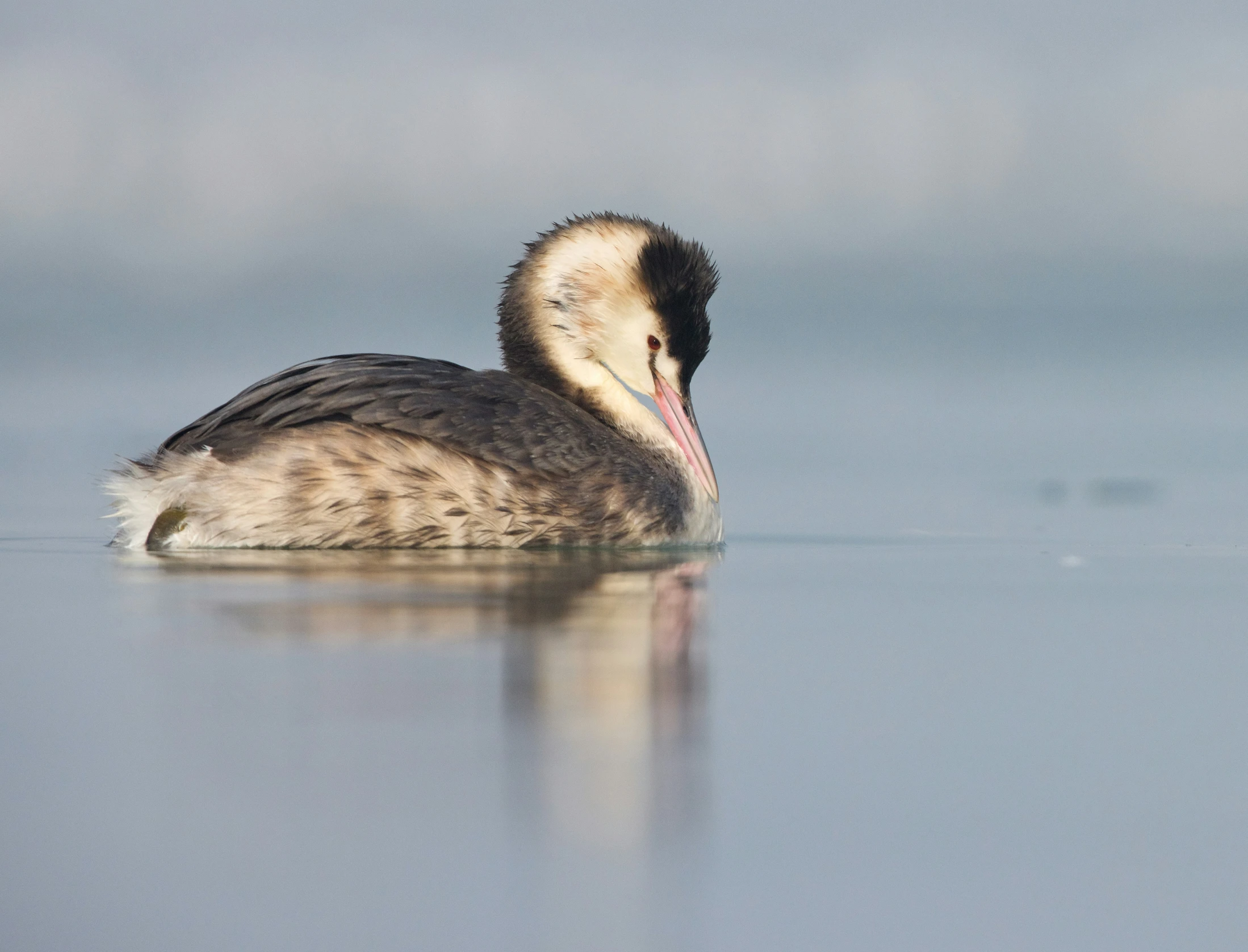 a bird floating in the middle of a large body of water