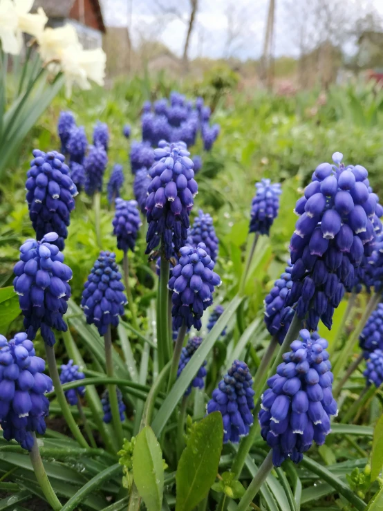 some pretty blue flowers with leaves on the ground