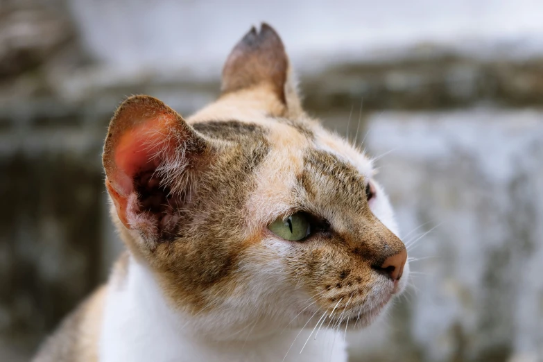 a cat with very long whiskers looks away from the camera