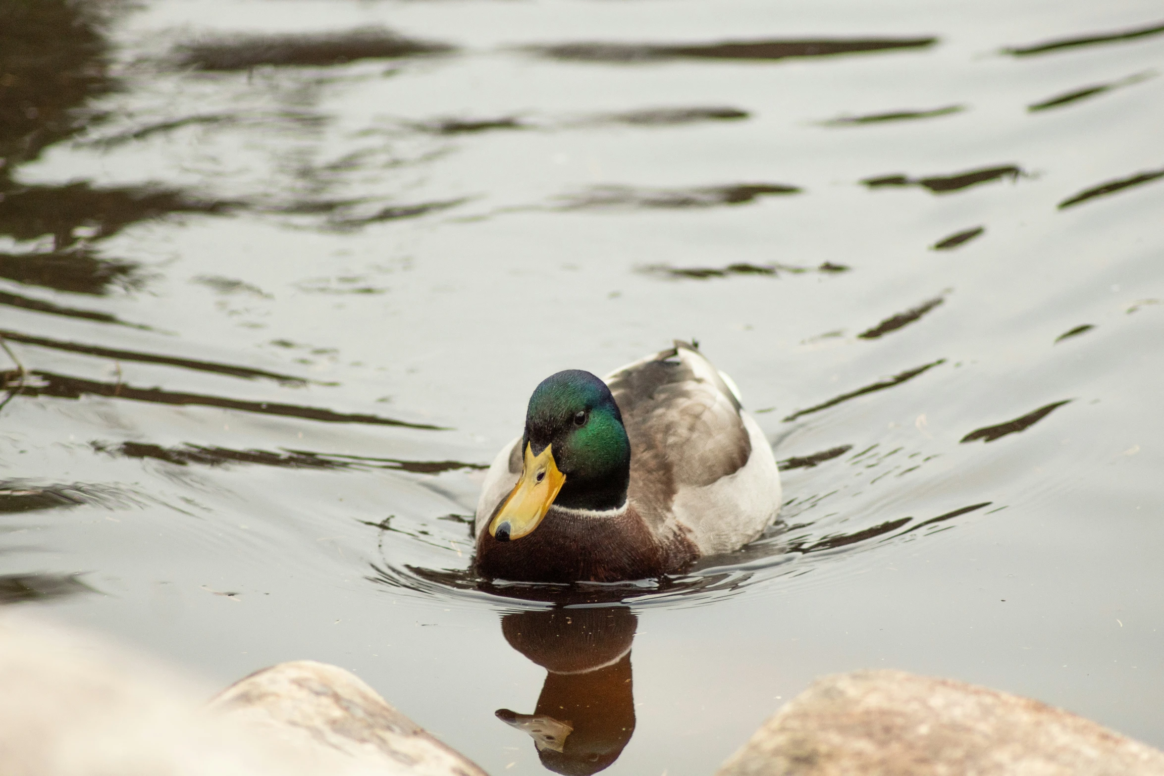 a duck with yellow beak is floating in water