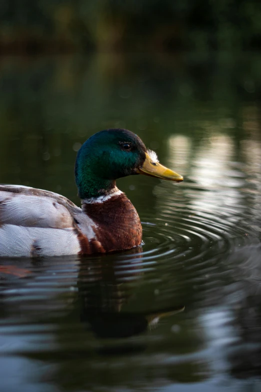 the duck is swimming in the water on a sunny day