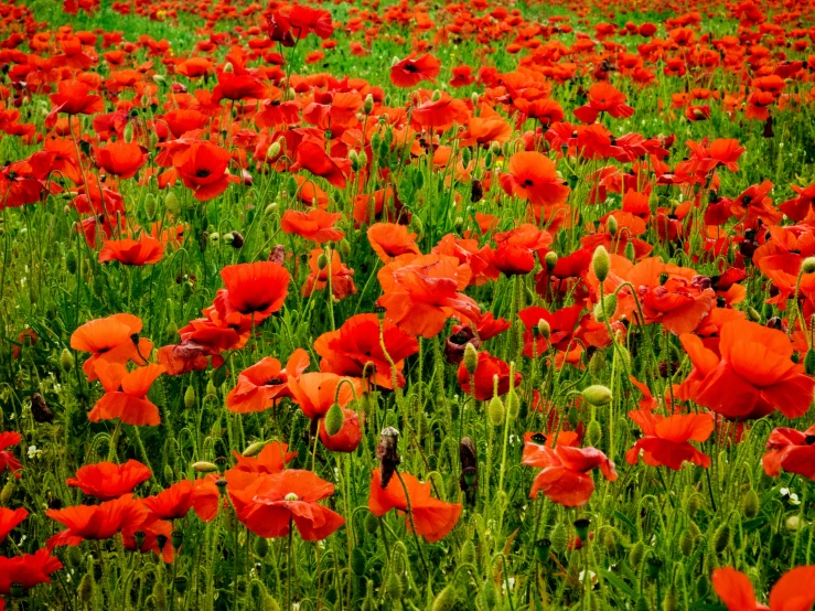 a large field with many different types of flowers