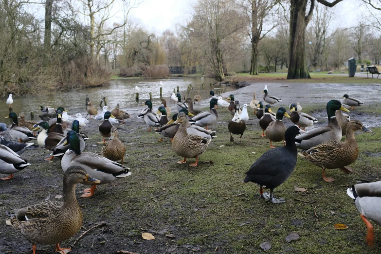 a group of ducks are gathered on the grass by the water