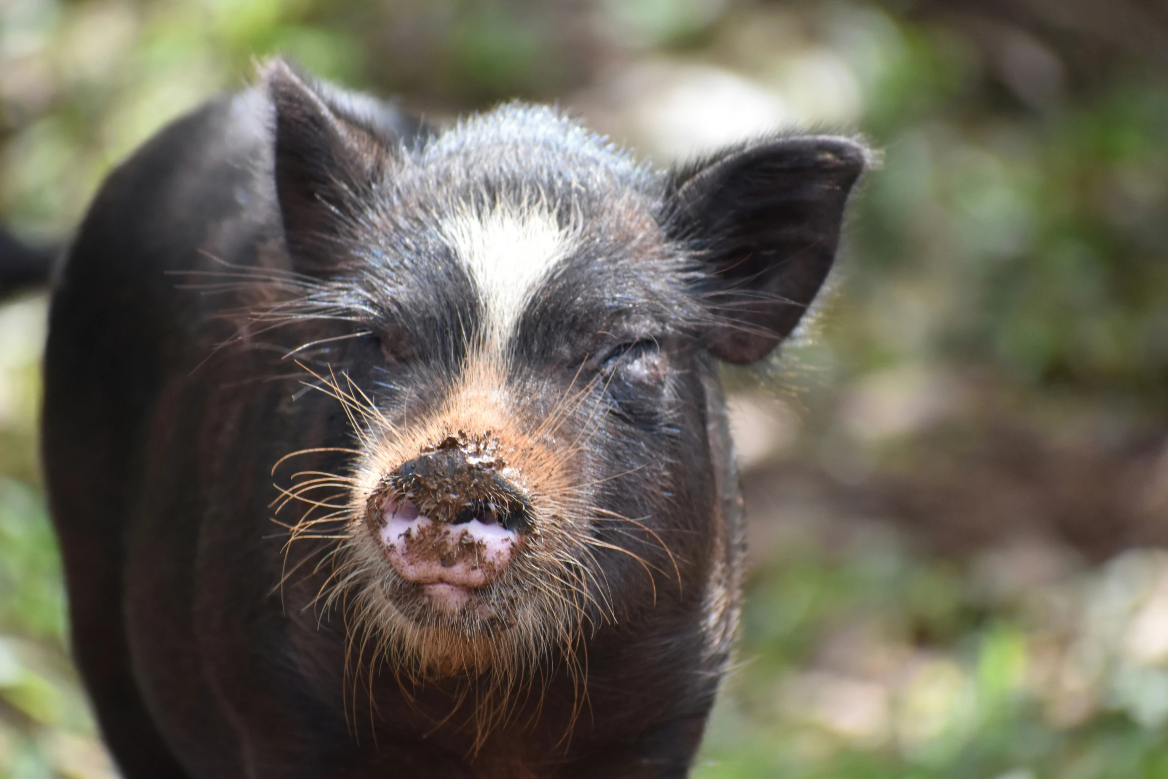 a pig with an ear piercing looks down at soing