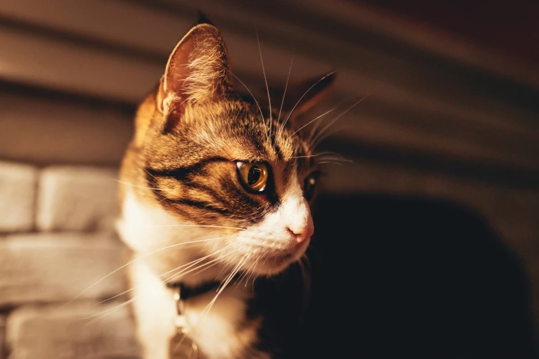 the head of a cat with white whiskers, which is looking straight ahead