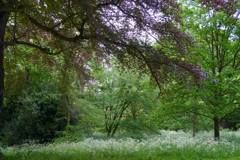 a lush green field filled with lots of trees