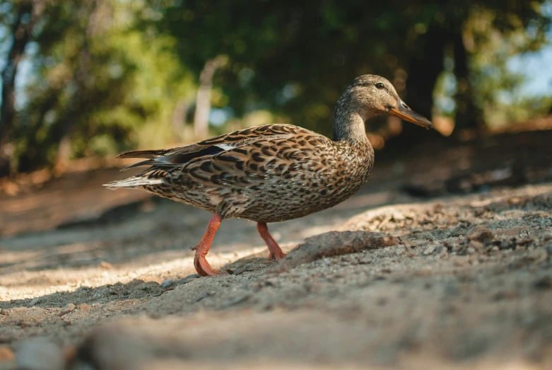 the bird is walking alone in the dirt