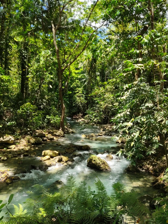 an image of a small stream that is running through the woods