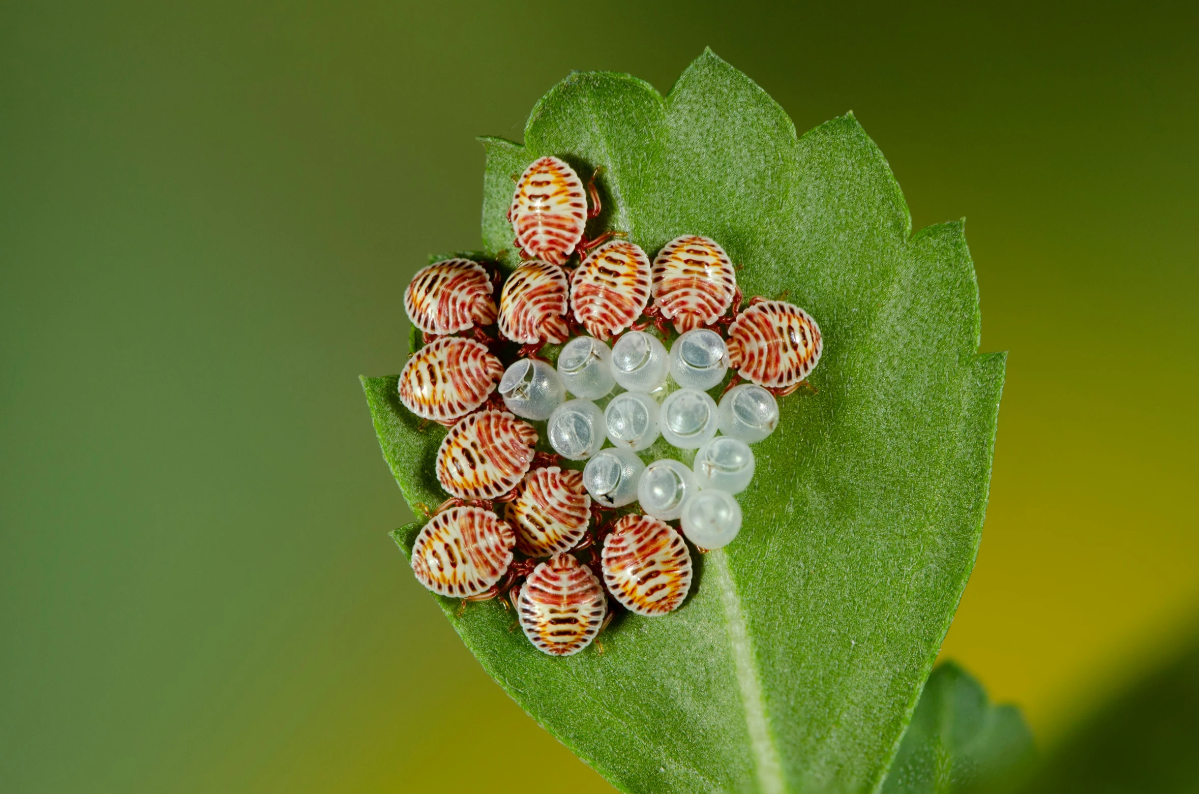 a bunch of red and white bugs are arranged on a green leaf