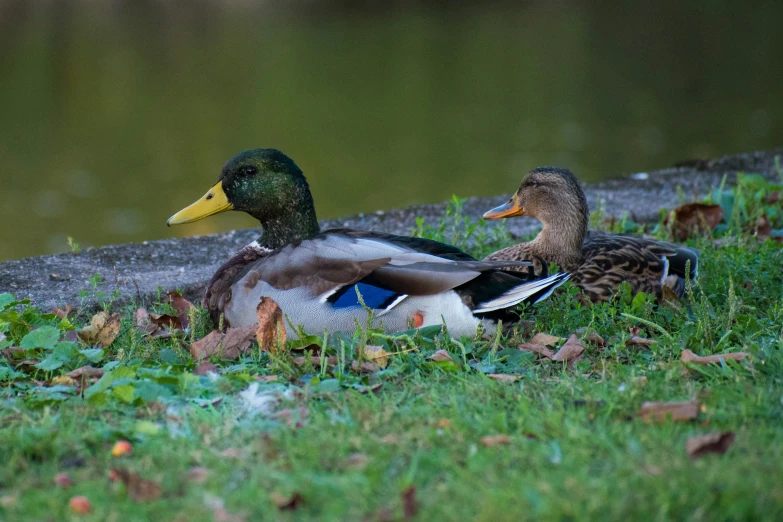 two mallards resting on the side of the river