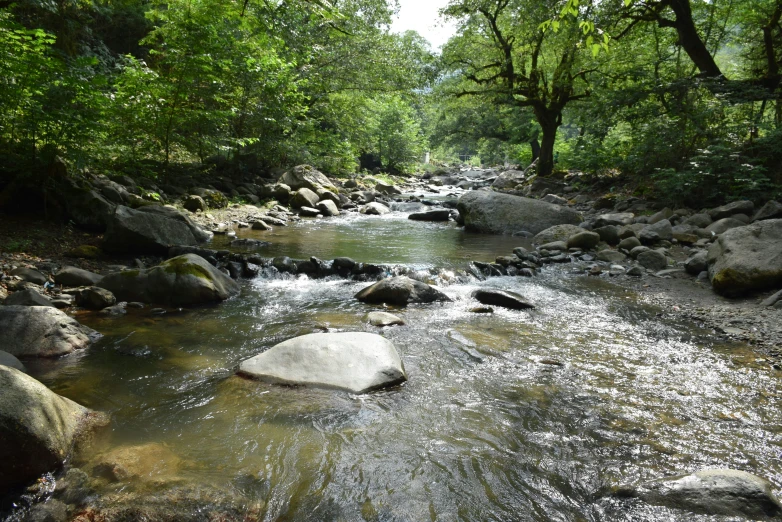 a stream flowing through a lush green forest