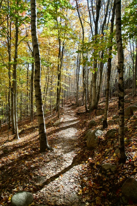 trail through woods covered in fallen leaves and stone