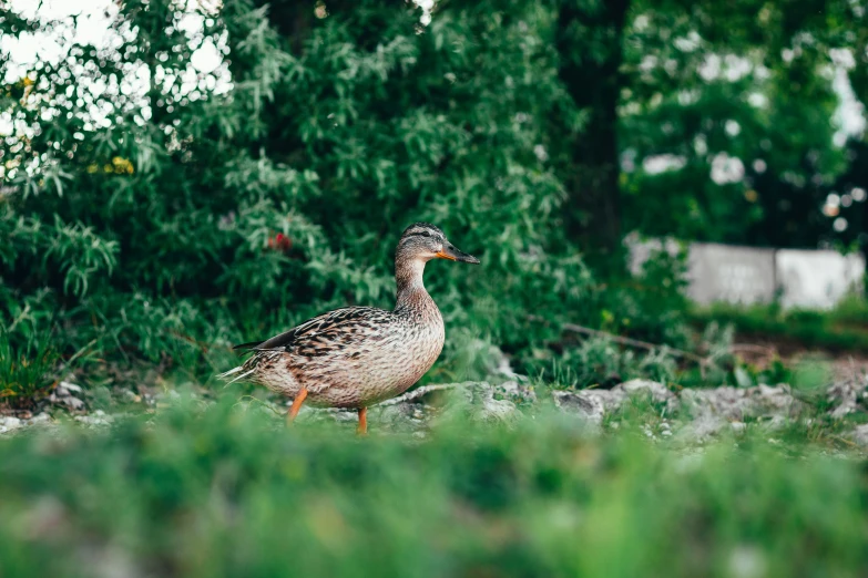 a bird sitting in grass next to a patch of trees