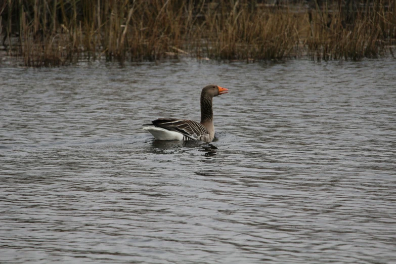 a duck in the water is looking to its right