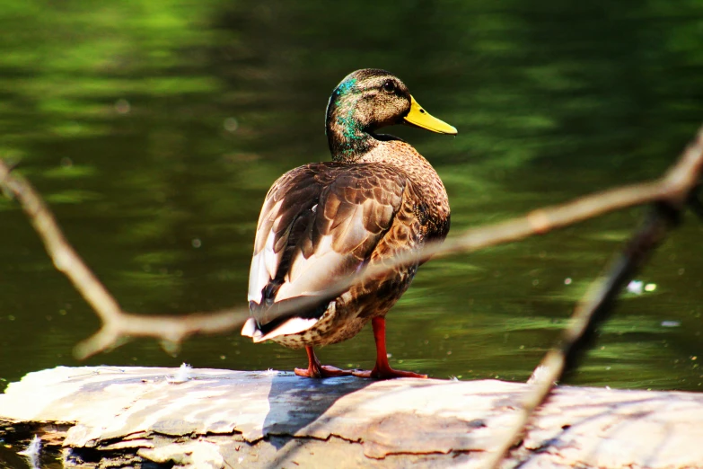 a duck sitting on a log in the water