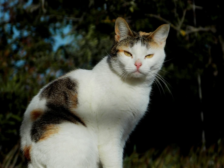 the calico cat is sitting outside and staring