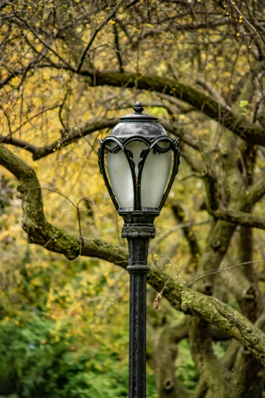 a street light hanging from the side of a tree