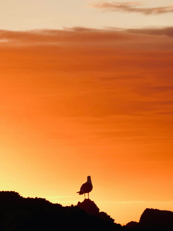 a bird sitting on top of a rock formation