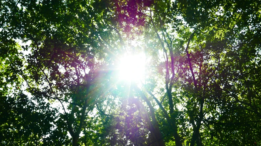 the sun peeking through the nches of a tree