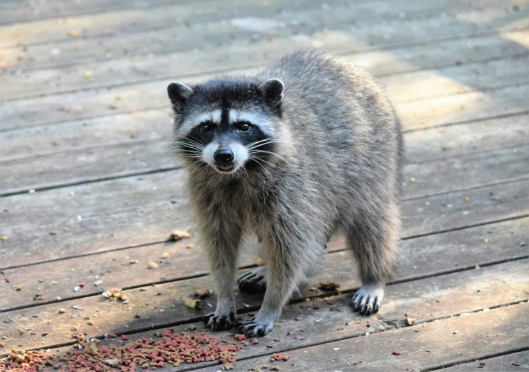 a close up of a rac eating food on a wooden surface