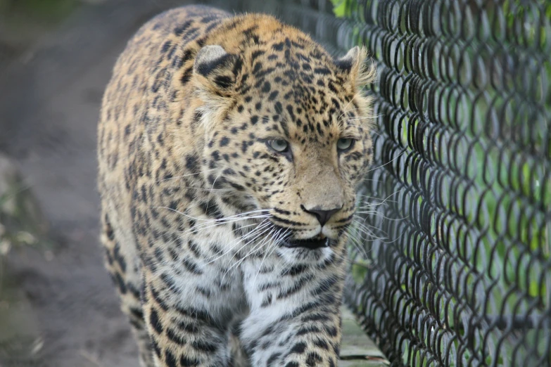 a leopard walks by the fence on a sunny day