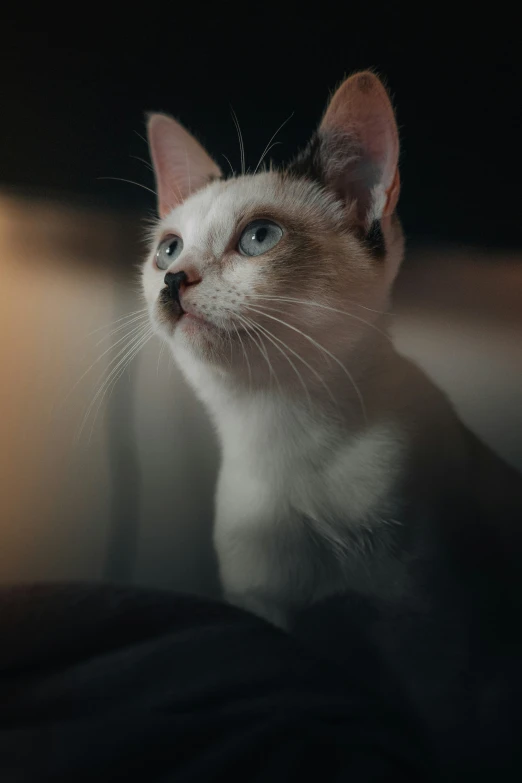 a white kitten sitting on a blanket staring upward