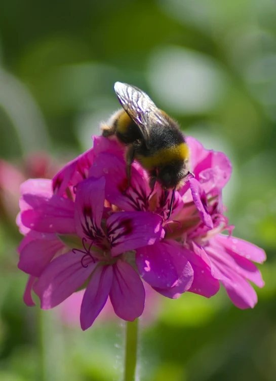 a bee is sitting on top of a pink flower