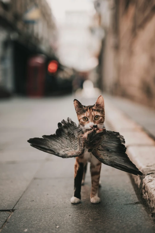 a cat standing on a street holding soing in its mouth