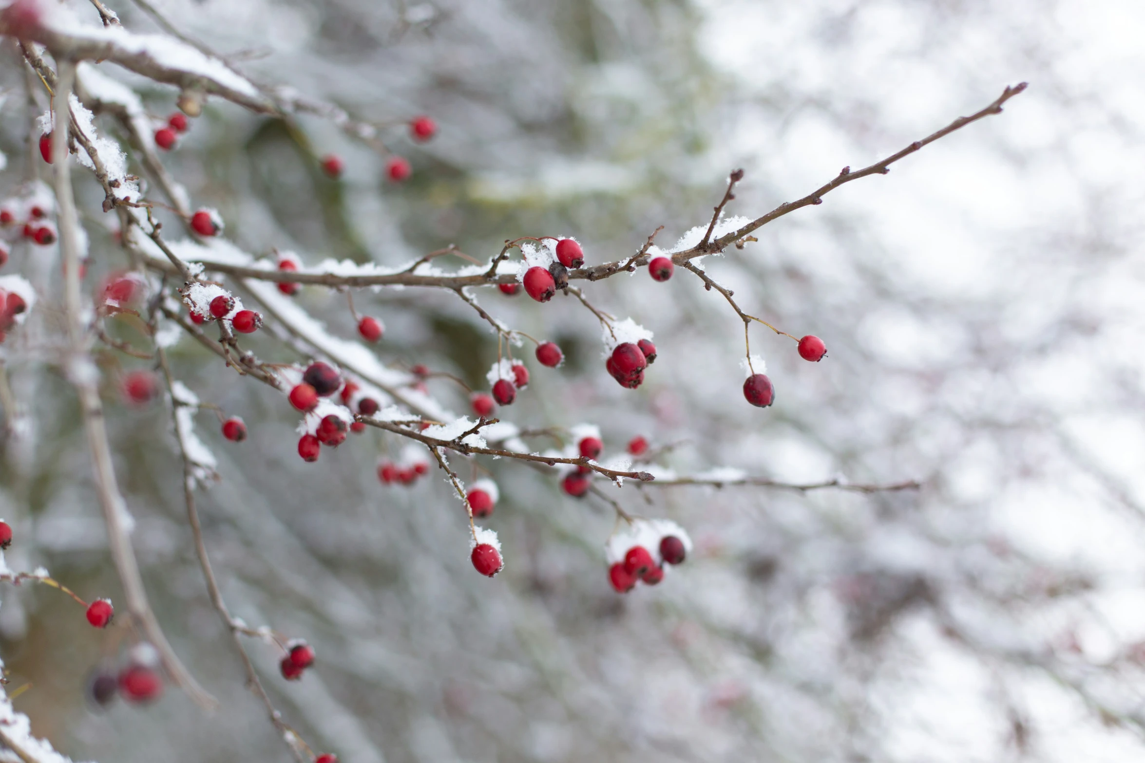 the nch has some red berries hanging from it