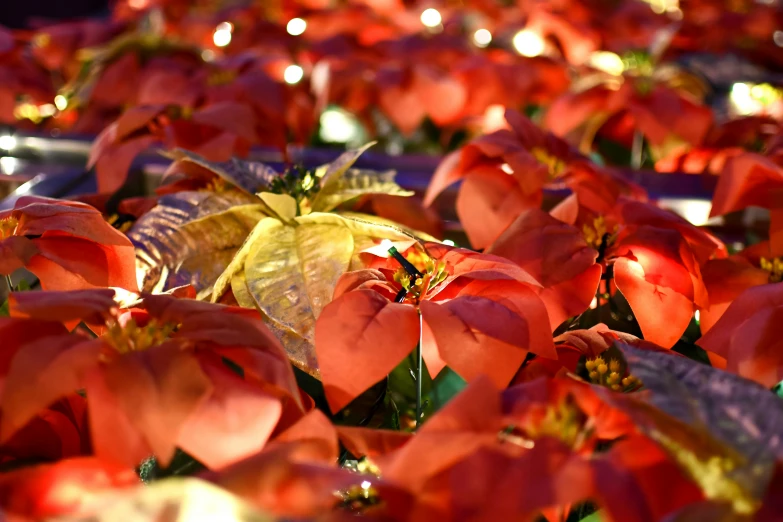 colorful flowered field with lit up lights and flowers