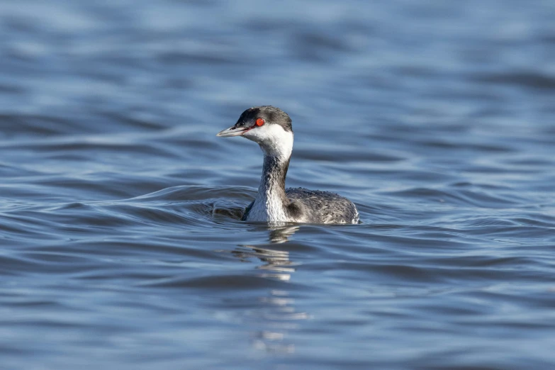 the bird is swimming alone in the ocean