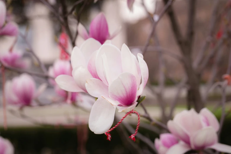 pink flowers and green leaves in a garden