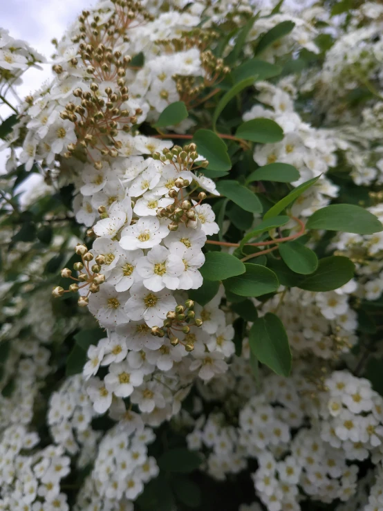 a bunch of white flowers are blooming by itself